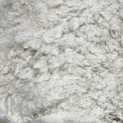 Merino Crossbreed #2199