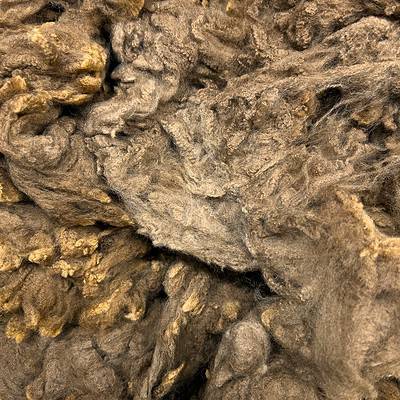 Merino Crossbreed #22313