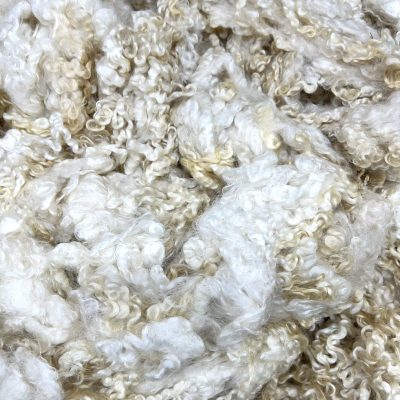 Wensleydale x Leicester Longwool #2433