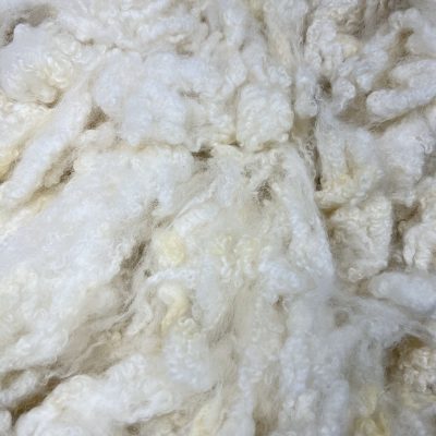 BFL x Clun Forest #22334