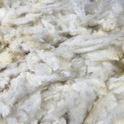 BFL x Clun Forest #22339