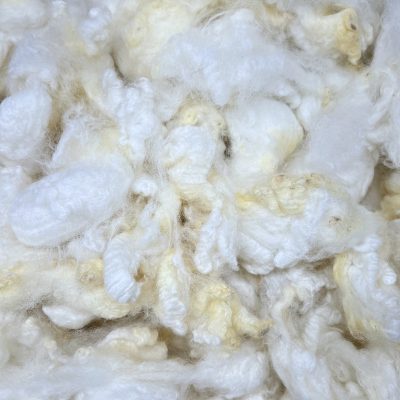 BFL x Clun Forest x Texel #22341