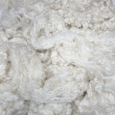 BFL x Wensleydale x CVM #23180
