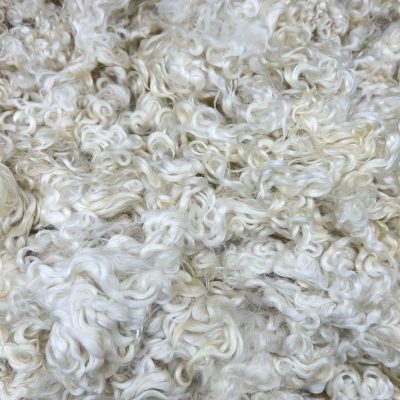 Leicester Longwool #2435