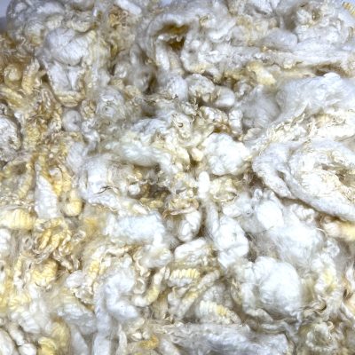 BFL x Teeswater x Coopworth #23302