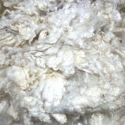Merino Crossbreed #21104