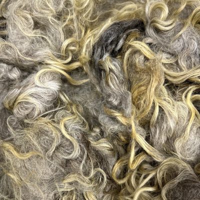 Karakul #724259