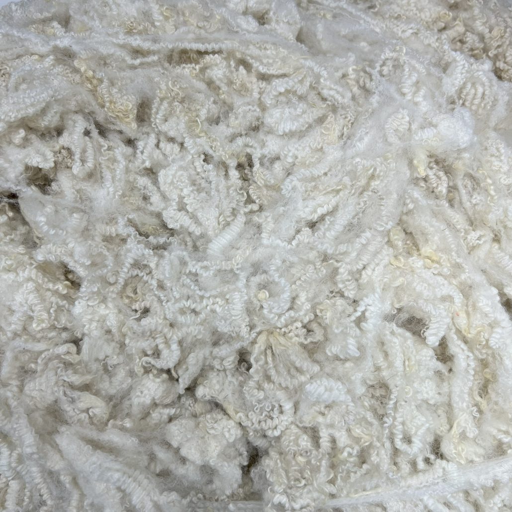 BFL Lamb #24191