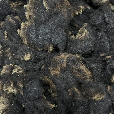 Black Welsh Mountain #23307