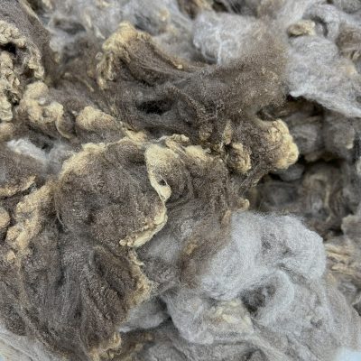 Merino #2595
