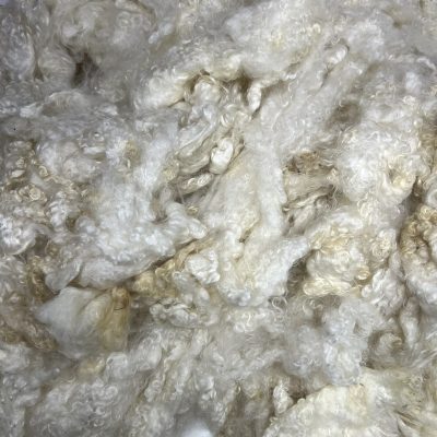 Wensleydale #23247