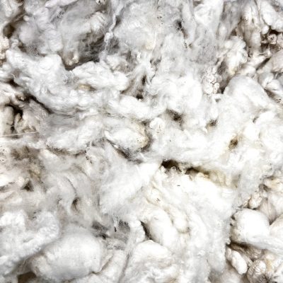 Merino Crossbreed #619111