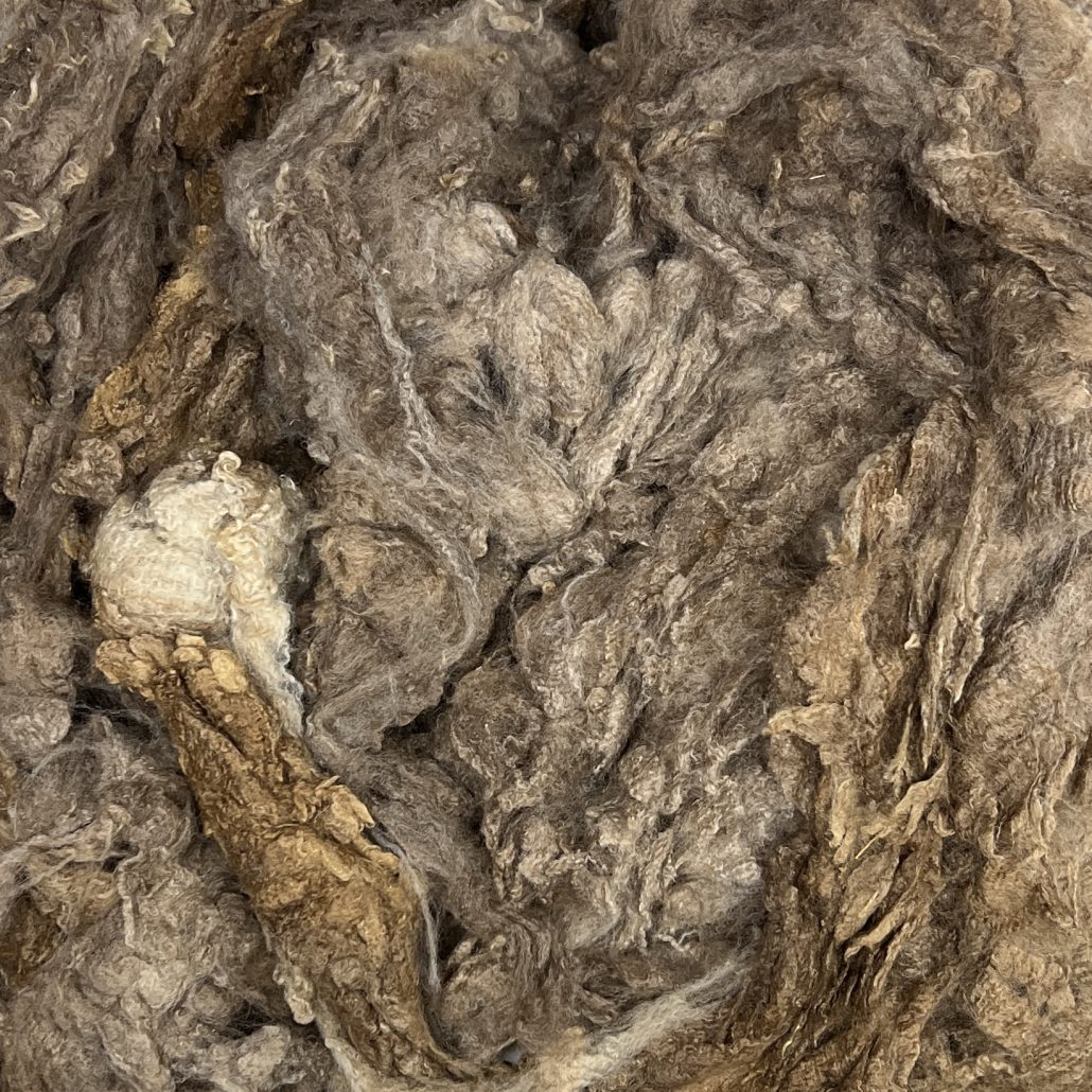 Imperfect Merino Crossbreed #4142