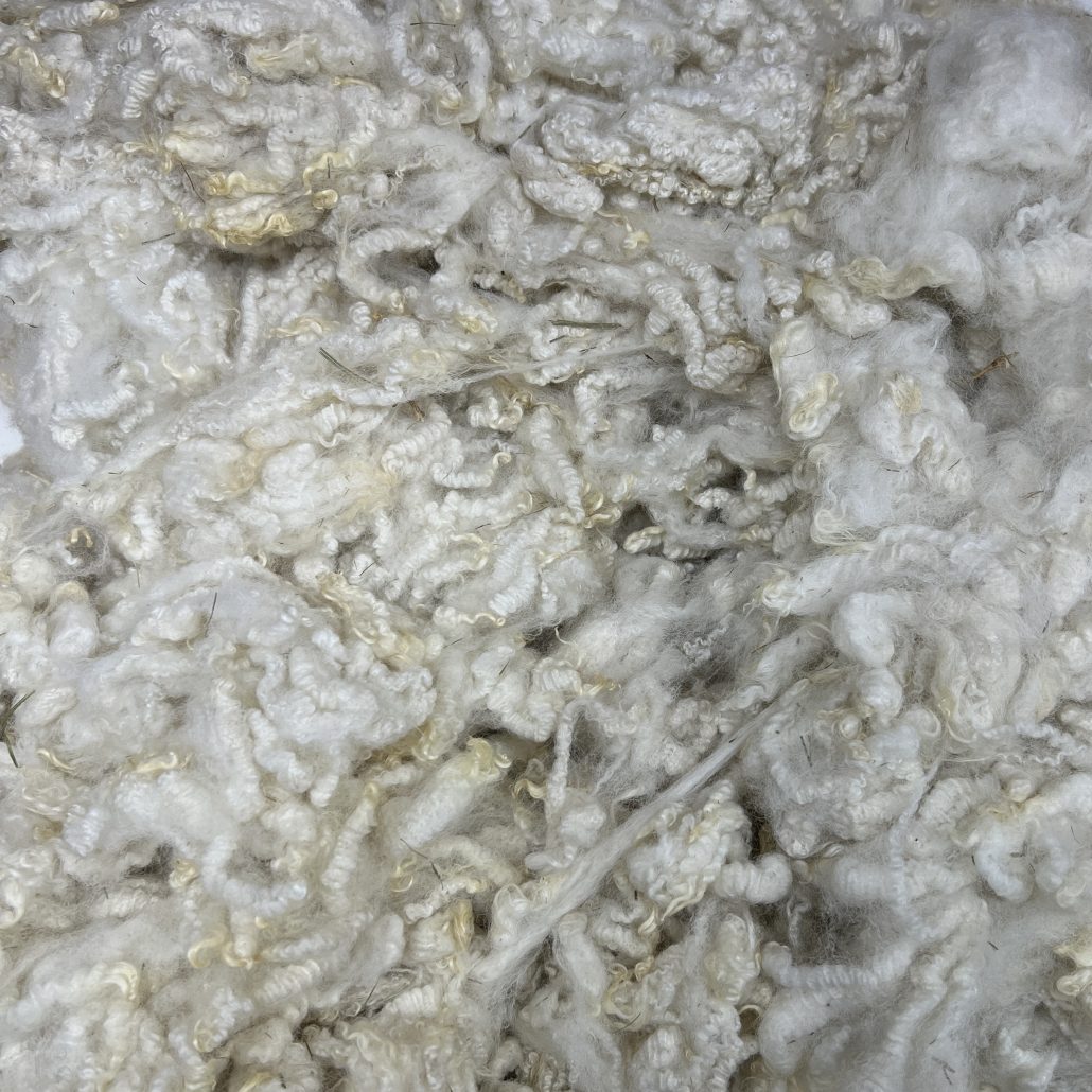 Imperfect BFL x CVM Lamb #424175A