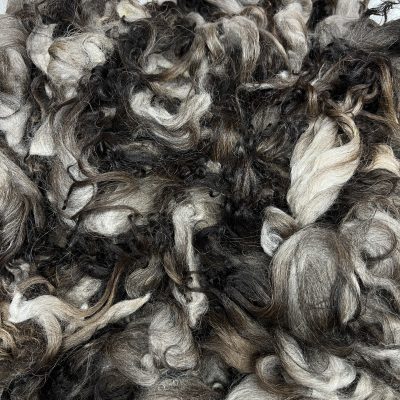 Karakul Lamb #726134