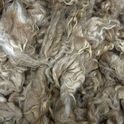 Huacaya Alpaca #A268