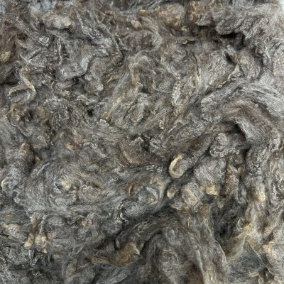 Huacaya Alpaca #A262