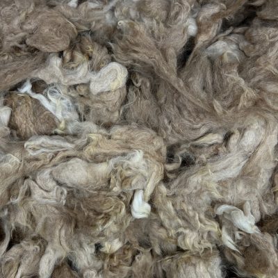 Huacaya Alpaca #A265
