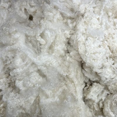 BFL x Teeswater x CVM x Wensleydale #25243